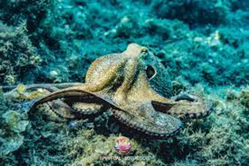 Octopus camourflag, changing colors, shapes to survive