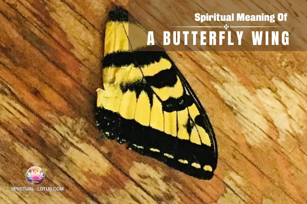 finding-a-butterfly-wing-spiritual-meaning-of-healing-spiritual-lotus