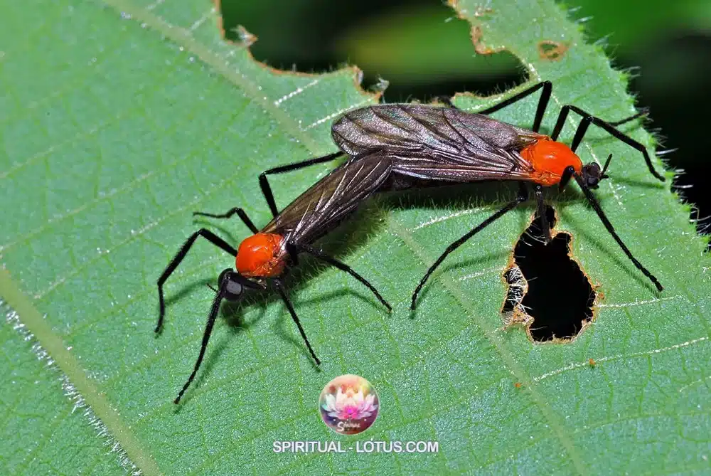 spiritual meaning of love bugs comprehensive guide