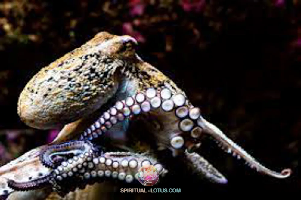 06 Octopus Spiritual meaning and symbolism