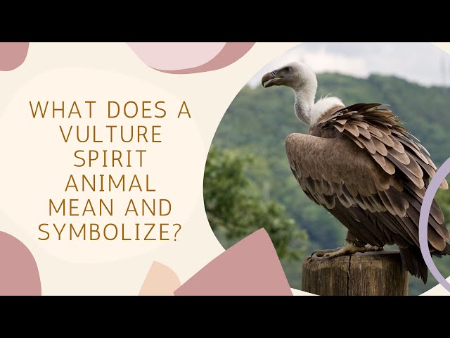 spiritual meaning of turkey vulture